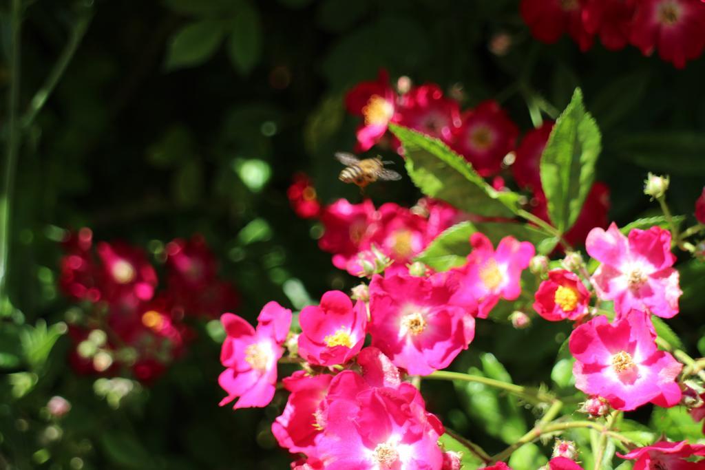 Flowers Apartments Nessebar Exterior foto